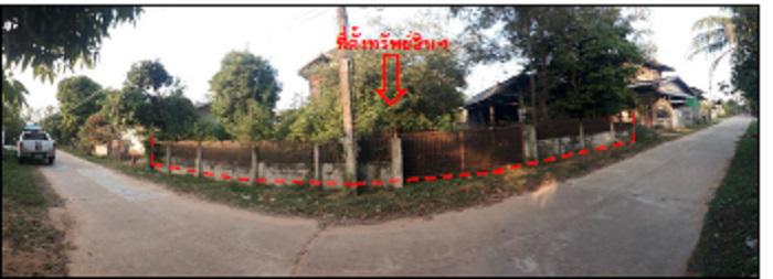45  ยางขี้นก เขื่องใน อุบลราชธานี